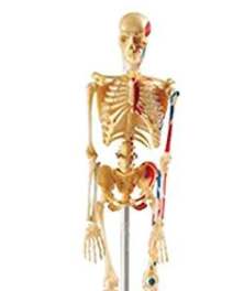 Skelett Modelle unter 100€