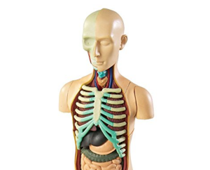 Körper mit Organen