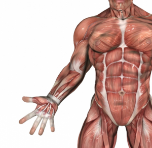 Organe des Körpers: Muskeln
