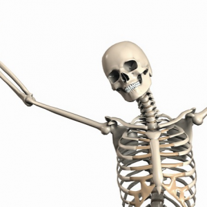 Organe des Körpers: Skelett