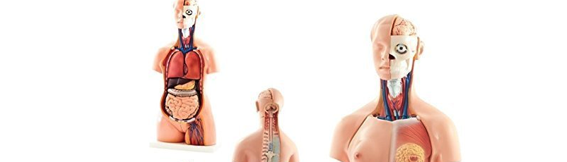 Thames & Kosmos bauen ihre menschlichen Schwangerschaft Torso Anatomie Modell 41 Teile 